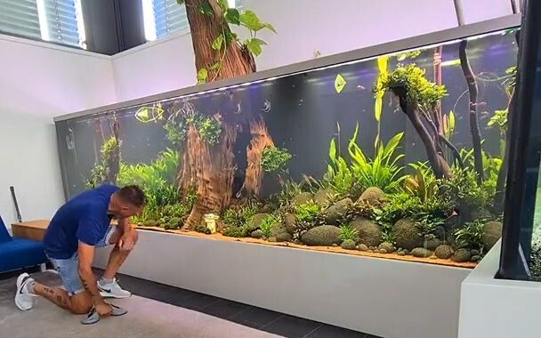 The water in the fish tank set up in the living room is as crystal-clear as air—so gorgeous!!