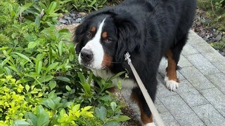 A Bernese mountain magpie that hindered the growth of grass. The entire seedling was almost eaten up