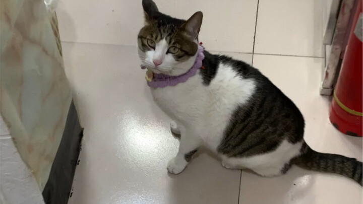 The Joyful Moments Brought by a Calico Cat