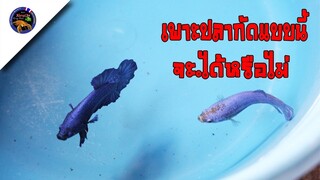 เพาะพันธุ์ปลากัดแบบนี้ปลาจะก่อหวอดและจะได้ลูกปลากัดหรือไม่สไตล์korattv