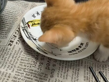 Mao Mao, you can eat corn and pork dumplings!