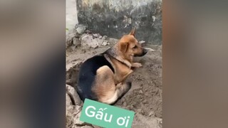 Gấu tưởng Sen nó nay đổi tính đổi nết dịu hiền 😂 thucung cute