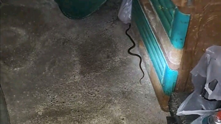 Ahas Naka Pasok Sa Bahay | Kinagat Ang May Ari | Ayon Patay 😱🐍