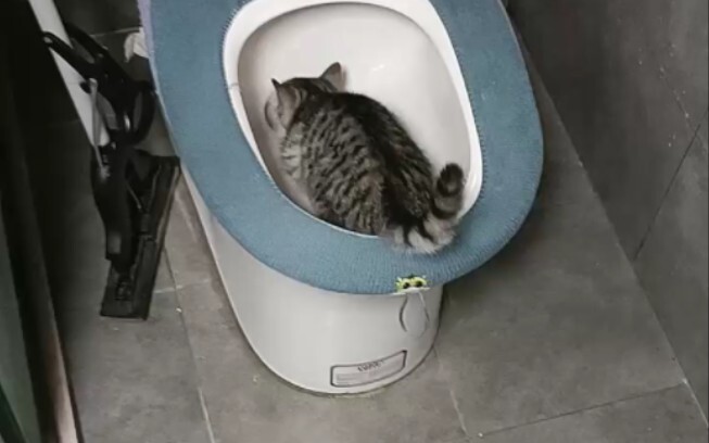 《猫猫喝厕所水》