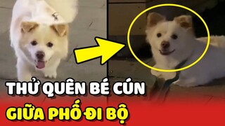 Cô chủ thử BỎ QUÊN bé Cún giữa PHỐ ĐI BỘ để xem phản ứng | Yêu Lu