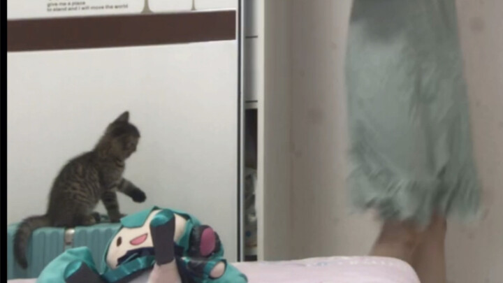 Mengelus mengelus, tapi versi kucing khawatir kamu punya masalah