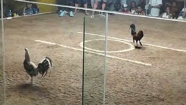 Bakiki - Loss 5th Fight