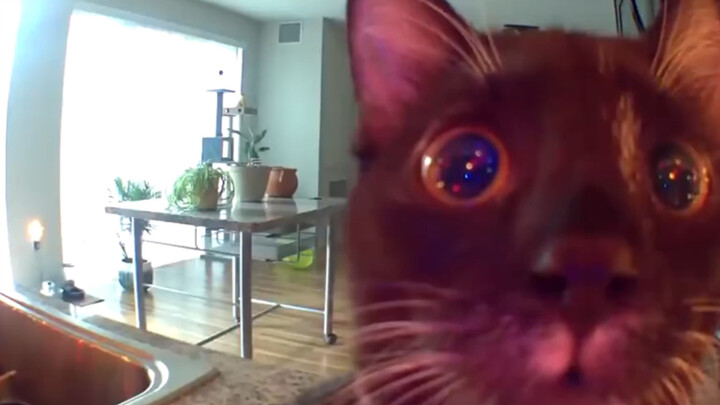 The cat that thought its owner was trapped in the surveillance camera