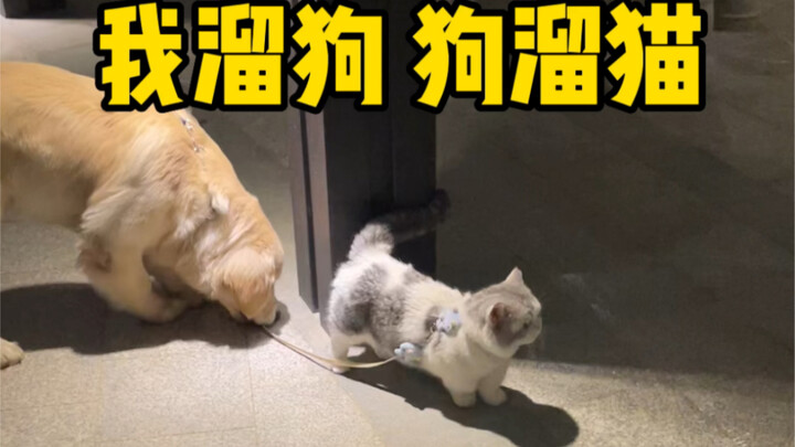 What happens when cats and dogs are kept together?