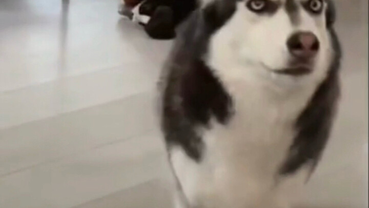 "Barrier-Free Communication Between Humans and Dogs"