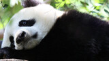 Why is the panda's head so big?
