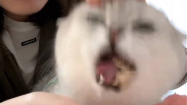 Phân Nhi tranh thủ lúc Phân Mẫu đang khoái chí thì ăn thêm một miếng bánh to, thế là bị Phân Mẫu dùn