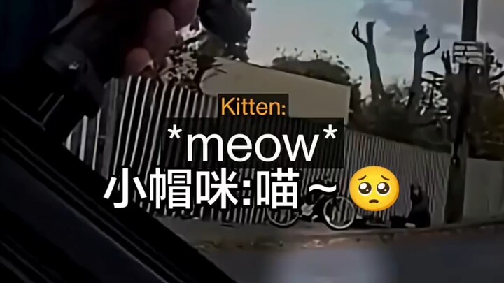 Polisi Amerika Serikat ternyata menangkap seekor anak kucing di depan umum!