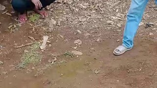 McLean hach winning blodline