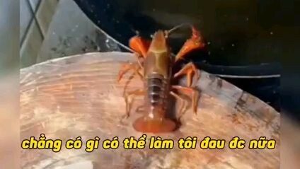 đâu còn gì để mất