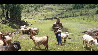 feeding salt to sheep | salt feeding | sheep herd | shepherd of nepa |