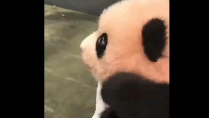 A cute-and-fierce little dog bark