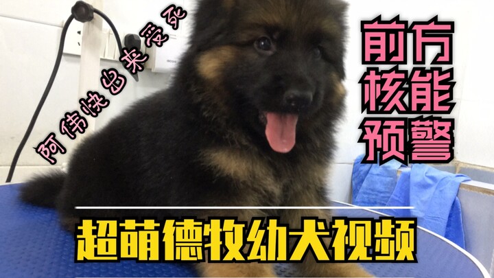 [German Shepherd] Super-cute German Shepherd puppy video! The German Shepherd is the ultimate “cute‑