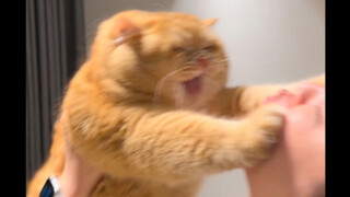 我的小猫咪真的好爱好爱我！