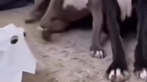 ตกใจเบิด