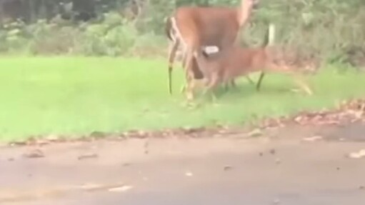 Động vật nhỏ thì làm gì có ý xấu chứ?