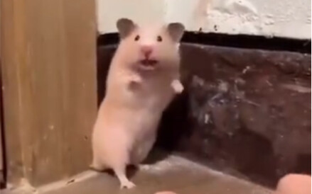 Nemu tombol aneh apa nih?