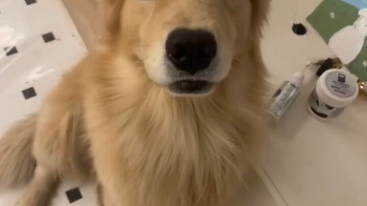 Tak pernah tahu ada apa di mulut anjing itu, aku benar-benar ingin tertawa