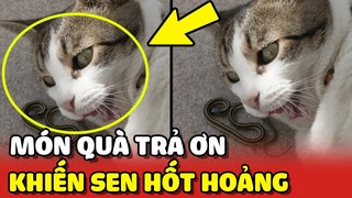 MÓN QUÀ ĐẶC BIỆT của bé mèo hoang "không" làm Sen THẤT VỌNG 😂 | Yêu Lu