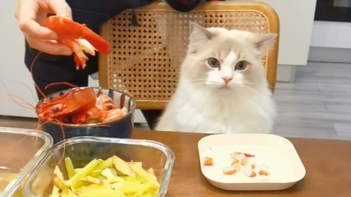 Raising a cat isn’t really that different from raising a baby…