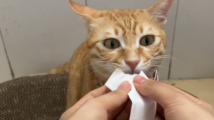 When I tricked Pineapple Head with a fake cat treat…