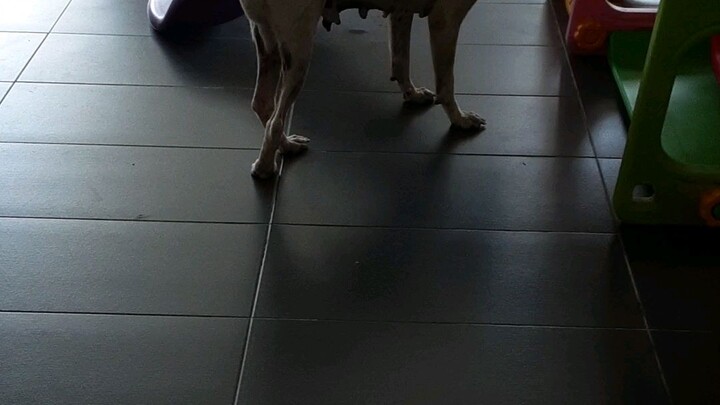 dog enter my house without permission