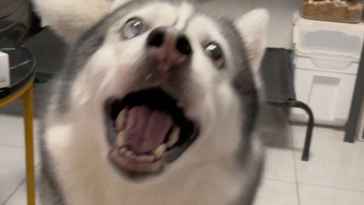 Anak anjingku juga mulai menua.