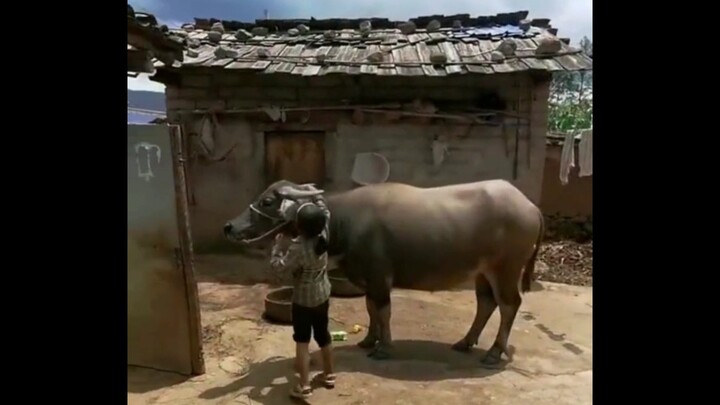 Saat mendengar gadis kecil penggembala sapi yang baru berusia 9 tahun berkata "Ayah dan ibu sudah me