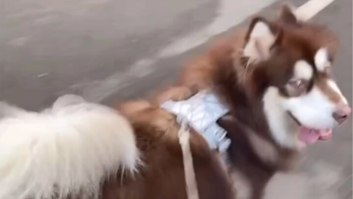 Setelah membawa anjing keluar, aku kayak kebagian "sindrom jago bersosialisasi" nih!
