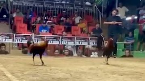 StanSid red in championship fight of 4-cock inaugural Bakal sa Bakal, Sta Monica, May 2024
