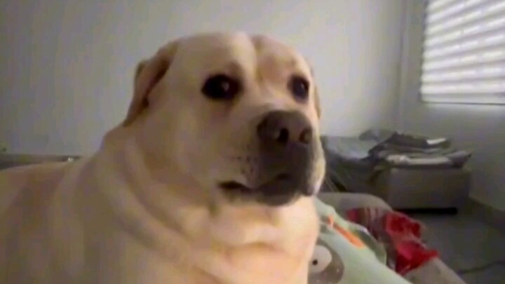 当你把爪子收回去的那一刻，这场游戏的性质就变了(ʘдʘ╬)