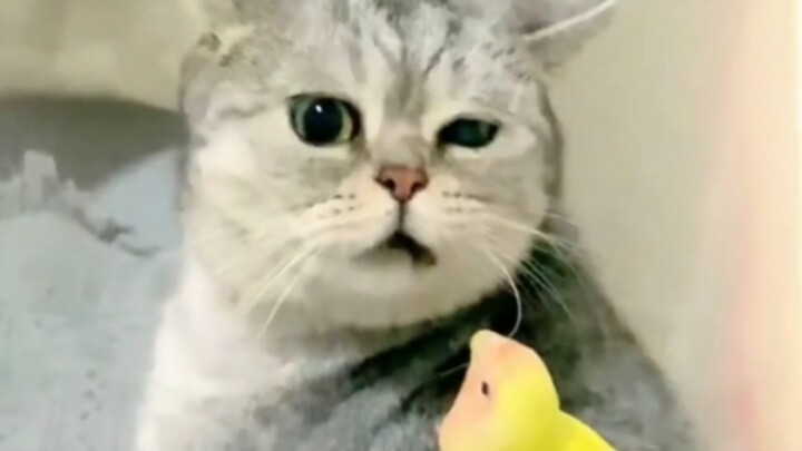 Bodoh tapi Sungguh Menggemaskan