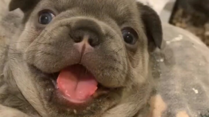 I was healed by a dog again today~