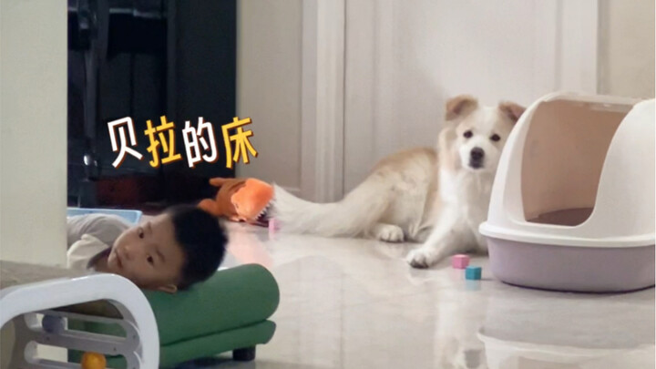 เตียงของเบล่ายังถูกยึดอีกแล้ว #โกลเด้นรีทรีฟเวอร์เฉินเบล่า