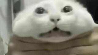 A cat meme that can effectively prevent brainstem absence