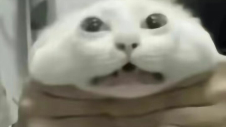 可以有效预防脑干缺失的猫猫meme