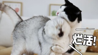 这猫净整些让我尴尬的流量密码......