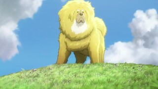 Chuyện Chú Chó Ngao - Tibetan Dog Story  [HD-Vietsub]