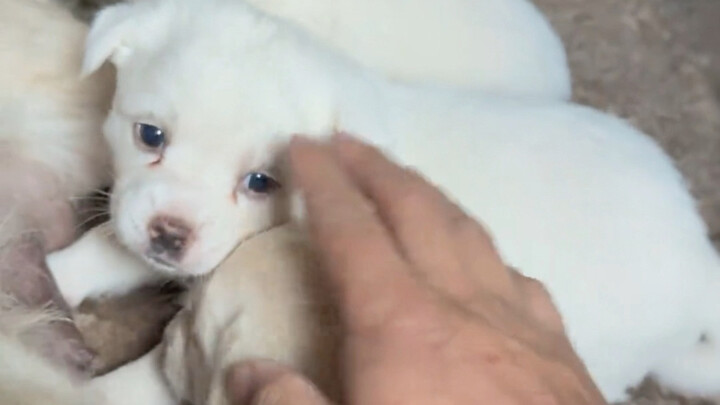 หมาพื้นเมืองตัวเล็กที่บ้านคุณย่า ลูบไม่ไหวเลย