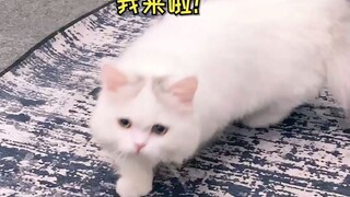 Xiao Fudie's beauty was bought at the cost of her IQ.