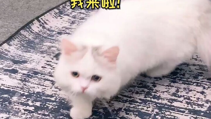 小扶蝶的美貌是用智商换来的