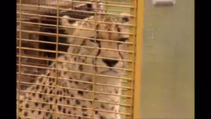 Khatron Ke Khiladi Season - 04 Episode - 14