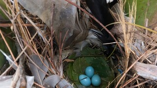 Lần Đầu Thấy Ổ Kiểu Này Cực Kỳ Đã - 7 Ân TẬP ĐẶC BIỆT