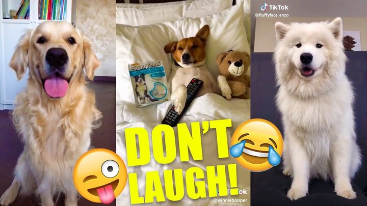 DOGS Are So FUNNY You'll Die Laughing | Part 2