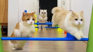 A true multi-cat sports meet! Thrilling! Watch for free!
